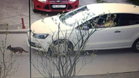 У Києві водій спеціально розчавив собаку на смерть і втік: у мережі обурені