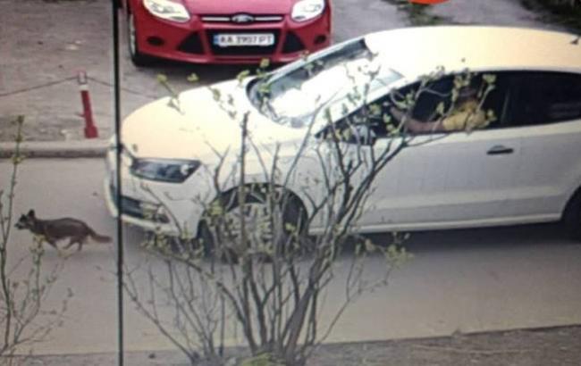 В Киеве водитель специально раздавил собаку насмерть и скрылся: в сети возмущены
