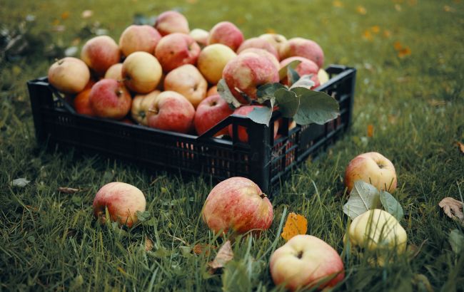 Лучшие способы хранения яблок, чтобы они оставались свежими всю зиму