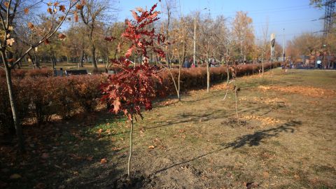 Дніпро долучився до глобального екопроекту: у парках міста висаджували сотні дерев