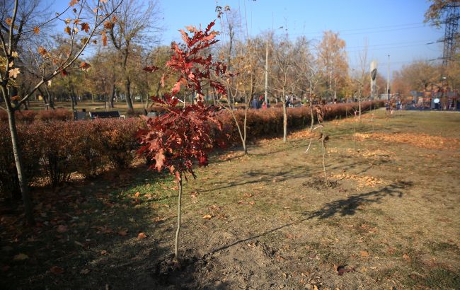 Дніпро долучився до глобального екопроекту: у парках міста висаджували сотні дерев