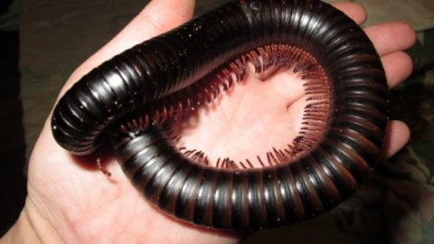 Їдять навіть бетон: український курорт атакували чорні черв'яки (страшне відео)