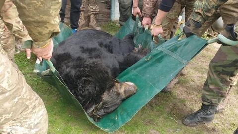 Под Лиманом спасли контуженого медведя в ужасном состоянии: чудом выжил в оккупации (фото)