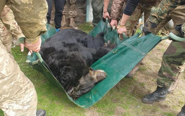 Під Лиманом врятували контуженого ведмедя у жахливому стані: дивом вижив в окупації (фото)