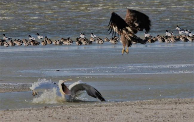 Український еколог показав рідкісні фото запеклої битви червонокнижних крилатих велетнів