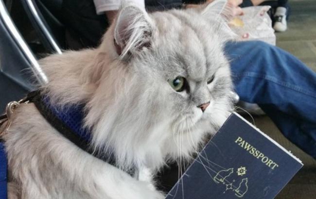 Кіт-мандрівник став зіркою Instagram