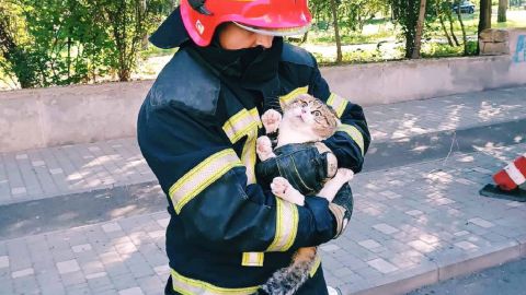 В Одессе бойцы ГСЧС спасли котика, попавшего в беду: как это было