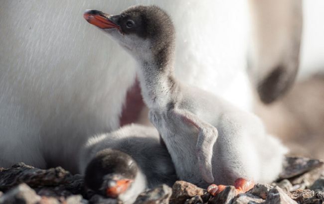 Полярники показали свежие кадры новорожденных пингвинов: смотрите еще мимишные фото