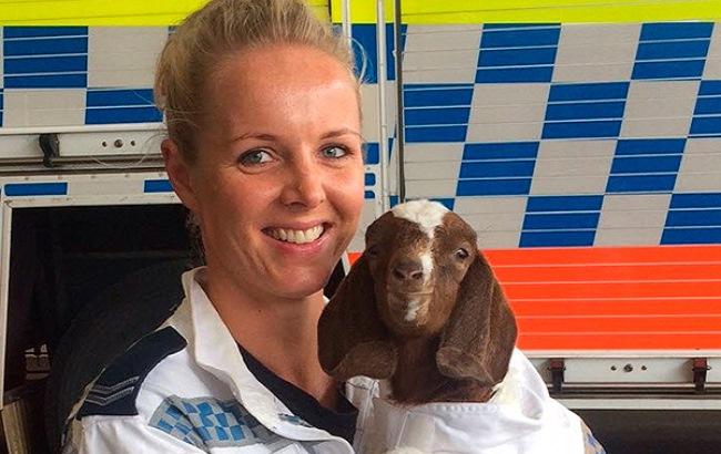 Козленок стал сотрудником австралийской полиции