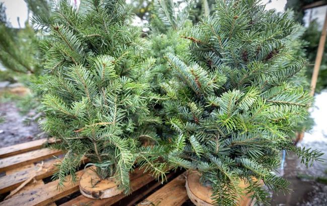 В Киеве назвали цены на новогодние елки: где их можно будет купить