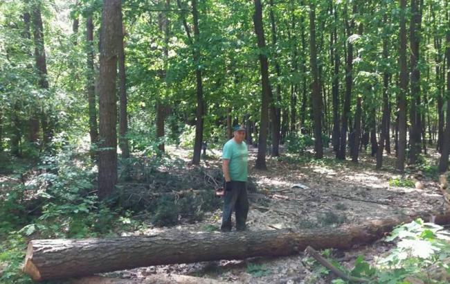 У київському парку пиляють дерева: у соцмережі обурені