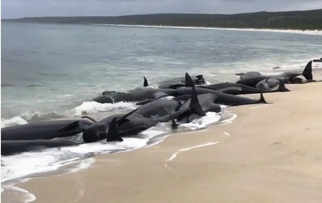 В Австралии выбросились на берег 150 дельфинов (видео)
