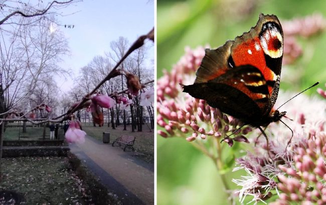 У Києві через аномальне потепління розпустилися сакури і полетіли метелики (відео)