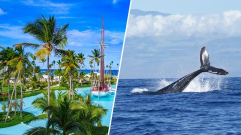 Киты в Карибском море: как туристам на островах увидеть редкое явление