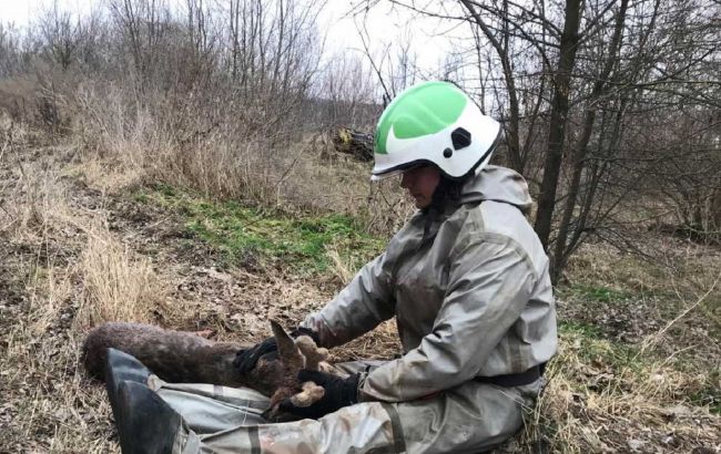 Под Киевом спасатели достали маленького олененка из ледяной ловушки (фото)