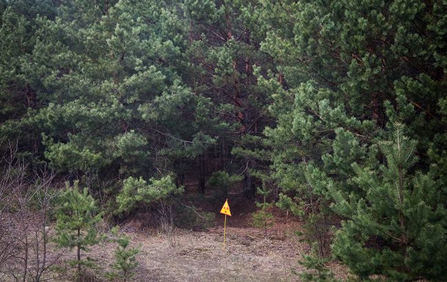 З початку року в Україні відновлено 44,5 тис. га лісу, - Гослесагенство