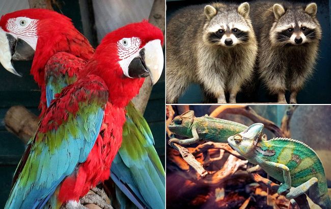 У Київському зоопарку тварини створили нові сім'ї: милі фото лускатих, пернатих і пухнастих пар