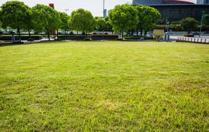 Ви псуєте свій газон: 5 помилок, про які мало хто знає