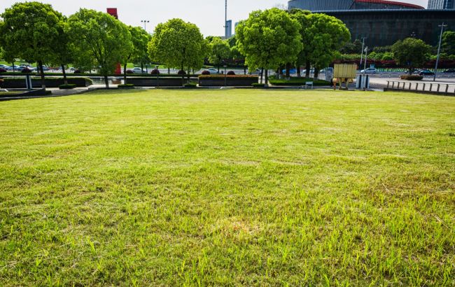 Вы портите свой газон: 5 ошибок, о которых мало кто знает