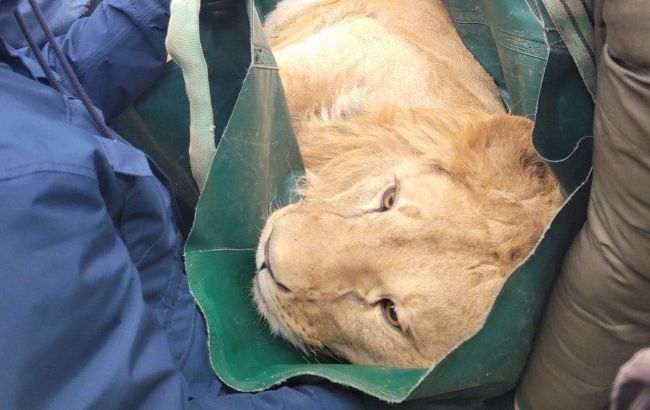 Могли просто погибнуть: под Киевом к зооспасателям эвакуировали двух львов (фото)