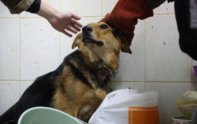 Луганчанин жестоко убил собаку: 27-летнего нелюдя будут судить