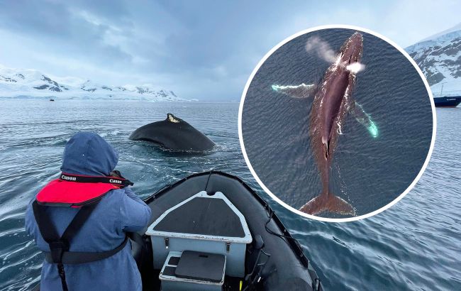 Морські велетні: українські полярники показали неймовірні фото китів в Антарктиці