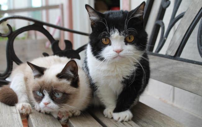 Знаменитые кошки устроят благотворительный поединок в Интернет