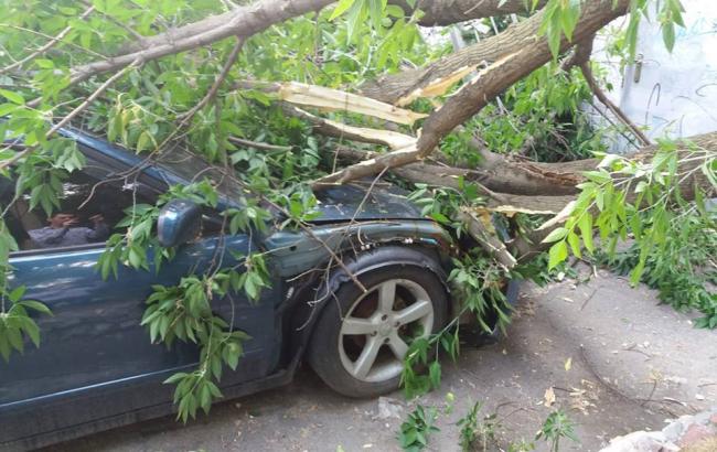 ЧП в Киеве: дерево упало на автомобили