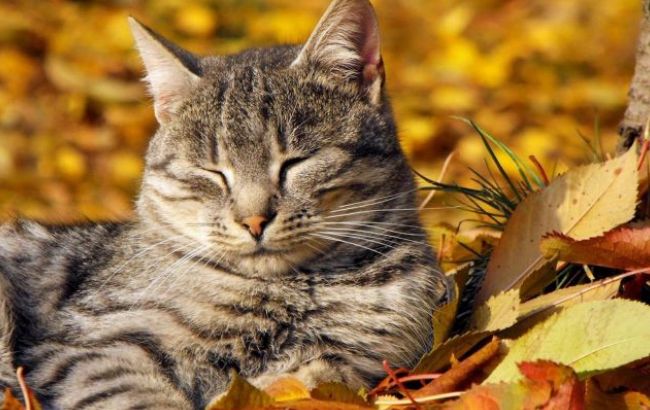 Погода на сегодня: в Украине без осадков, температура до +11