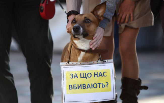 Поможет ли новый закон повысить гуманное отношение к животным в Украине