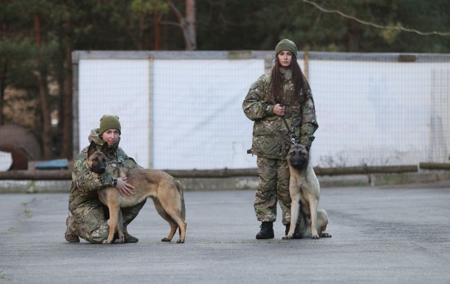 До України прибули 11 собак-саперів, яких навчали у Нідерландах (фото)