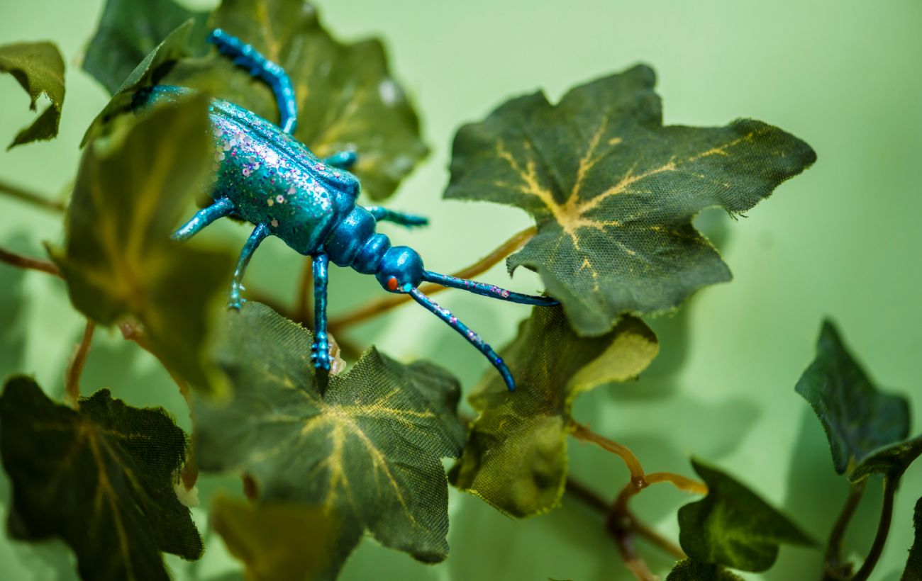 "Прибульці" у світі фауни: які комахи з’явилися в Україні та чому це може бути небезпечно