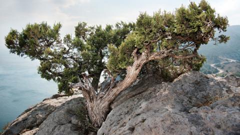 В МинВОТ заявили о риске исчезновения уникальных экосистем Крыма