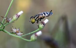 Як морози рятують комах від загибелі: неочевидні факти про "шкідників" та запилювачів