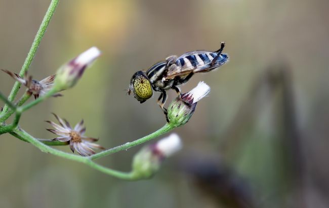 Як морози рятують комах від загибелі: неочевидні факти про "шкідників" та запилювачів