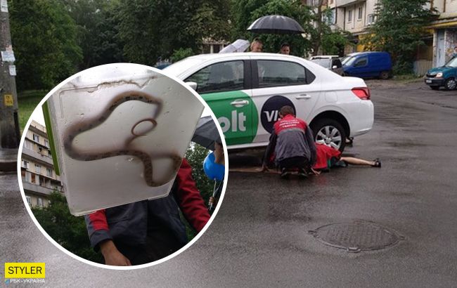 У Києві змія втекла від господарів і заповзла в автомобіль таксі (фото)