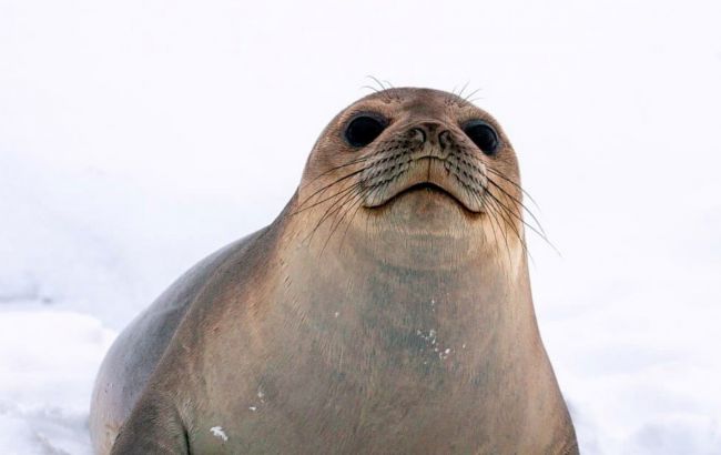 "Мечтает о дальних путешествиях": полярники показали морского котика в интересном месте