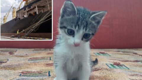 Українські моряки врятували кошеня, похованого під сотнями тонн металу у трюмі судна (фото)