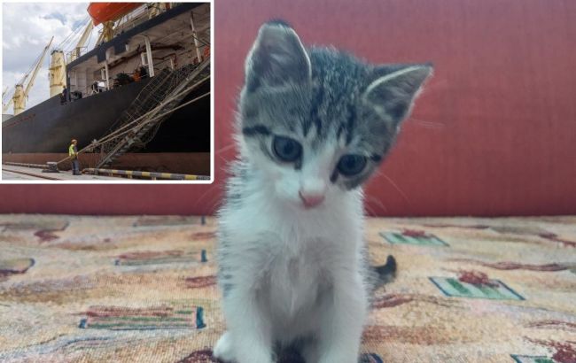 Украинские моряки спасли котенка, погребенного под сотнями тонн металла в трюме судна (фото)