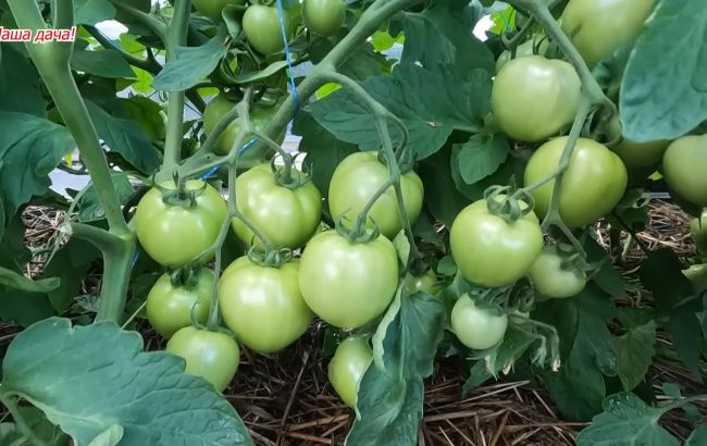 Як виростити рекордні томати у відкритому ґрунті. Буде до 100 плодів на кущі