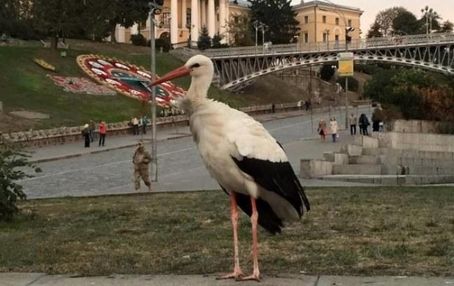 Соцсети выясняют, что делает на Крещатике живой аист