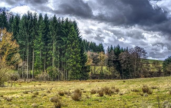 У Києві у найближчу годину з утриманням до кінця доби очікується сильний вітер