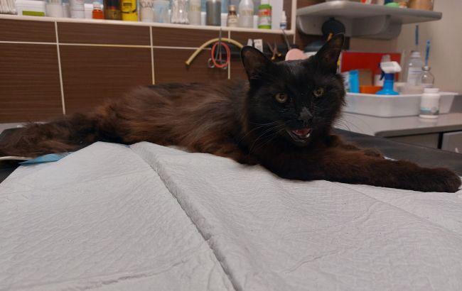 11 днів під завалами: рятувальники знайшли кота Черчілля, який постраждав під час ракетного удару по Львову