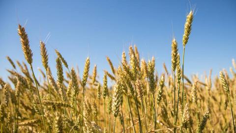 Украинские аграрии намолотили первый миллион тонн зерна