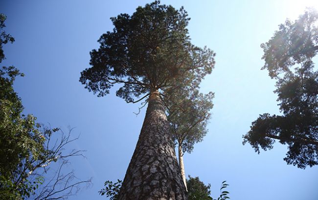 У Польщі протестували проти вирубки лісу  в Біловезькій пущі