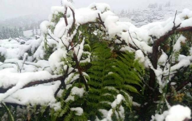 В Карпатах выпал снег: опубликованы фото детского лагеря