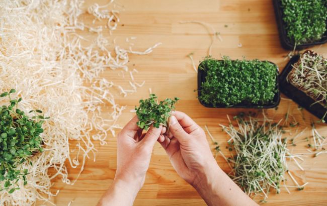 Легко вырастить дома: врач назвал продукт, который в 100 раз лучше борется с раком