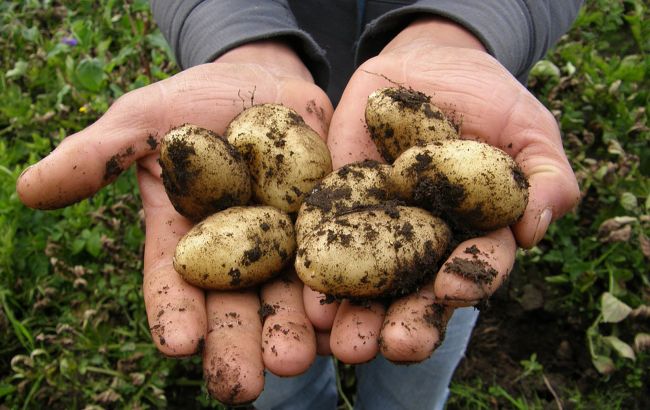 Через 10 років в Україні не будуть вирощувати картоплю: названа причина