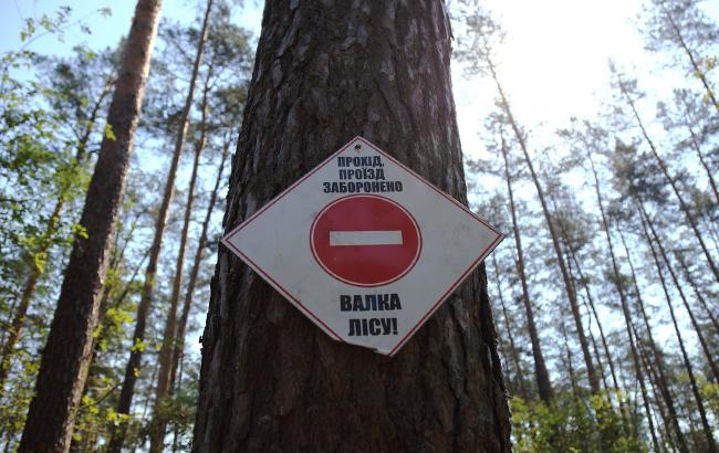 Митники попередили про кримінальну відповідальність за контрабанду лісу