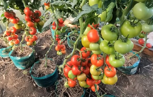 Помидоры будут краснеть прямо на глазах! 4 секрета супер урожая томатов